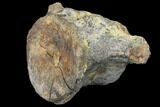 Ankylosaur (Polacanthus) Vertebra - Isle of Wight, England #129359-2